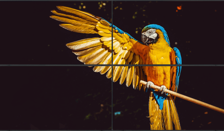 BrightSign videowall que muestra la imagen de alta calidad de un loro