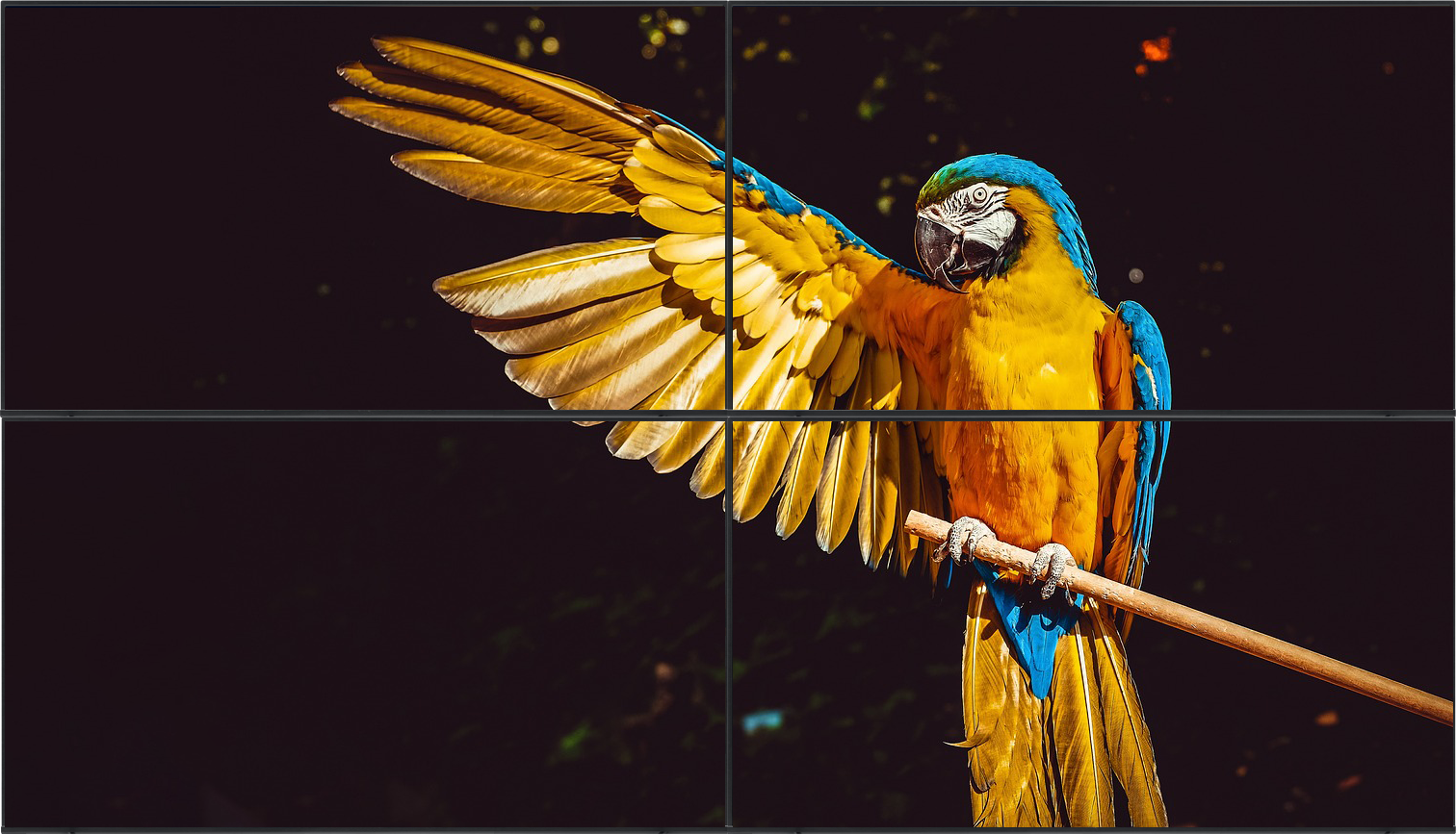 BrightSign Videowand, die ein qualitativ hochwertiges Bild eines Papageis zeigt